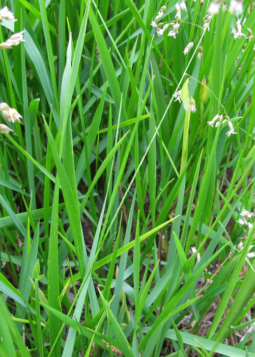 Sweetgrass (Hierochloe odorata)