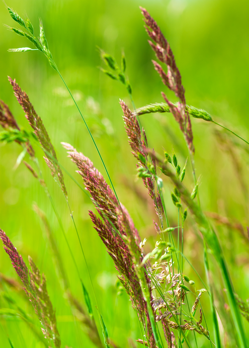 Sweetgrass (Hierochloe odorata)