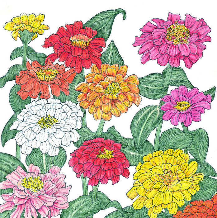 Zinnia, California Mix (pack)