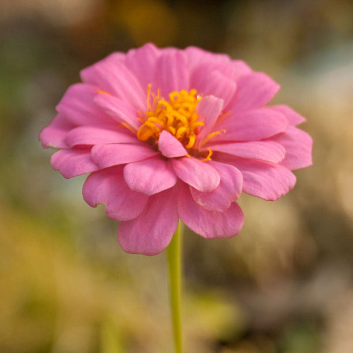 Zinnia, California Mix (pack)