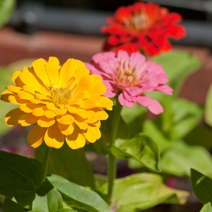 Zinnia, California Mix (pack)