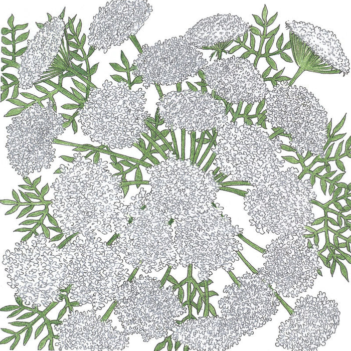 Queen Anne's Lace (pack)