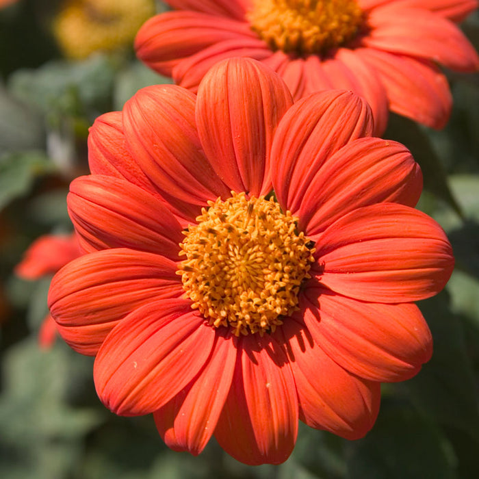 Mexican Sunflower (1/4 lb)