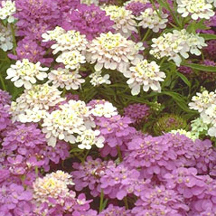 Candytuft, Dwarf (pack)