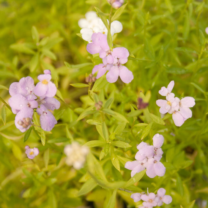 Candytuft, Dwarf (pack)