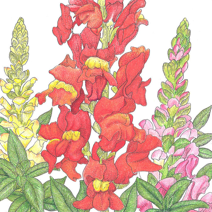 Snapdragon, Spurred (1/4 lb)
