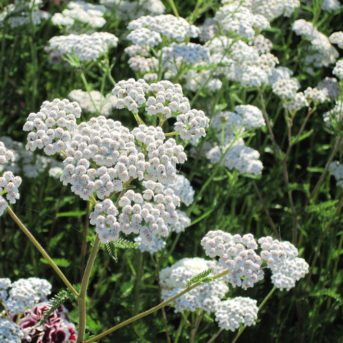 Yarrow, White (lb)