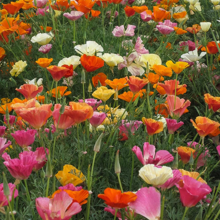 California Poppy, Mission Bells (lb)