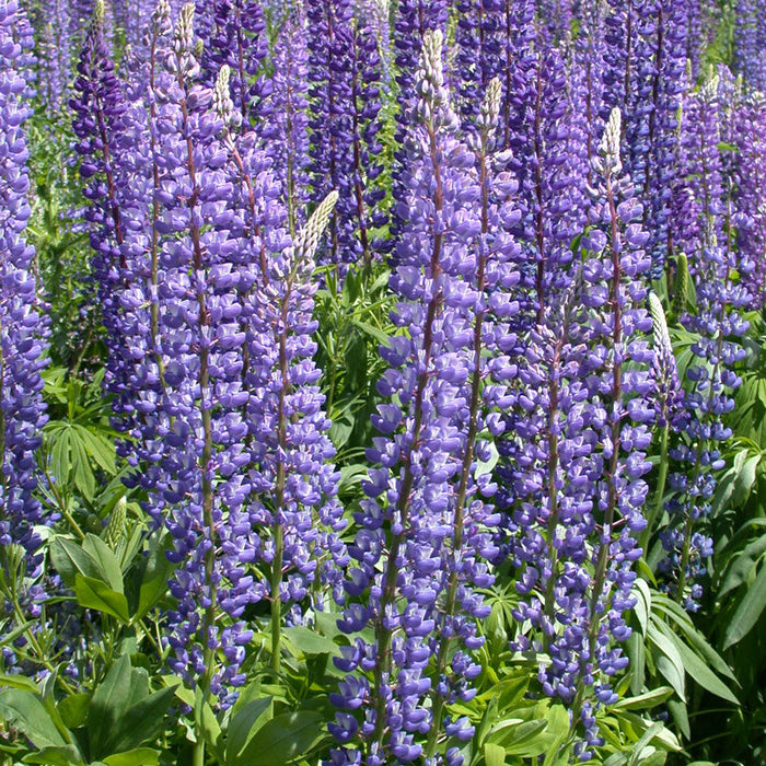 Lupine, Perennial (1/4 lb)