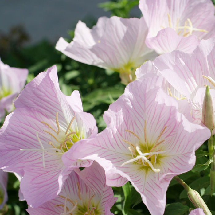 Evening Primrose, Showy (pack)
