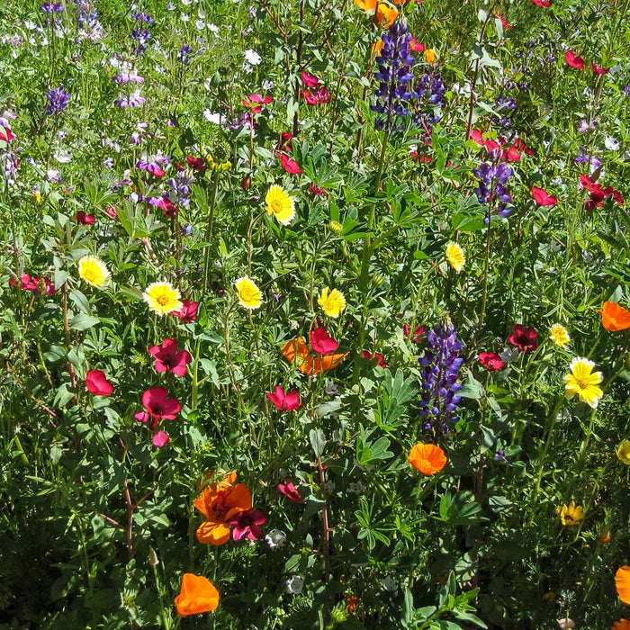 California Native Wildflower Mix (1/4 lb)
