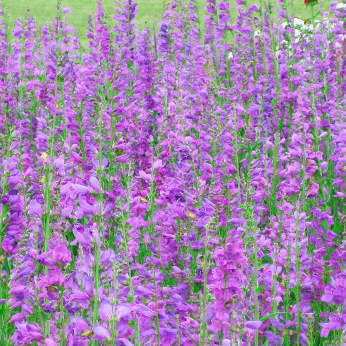 Penstemon, Rocky Mountain (pack)