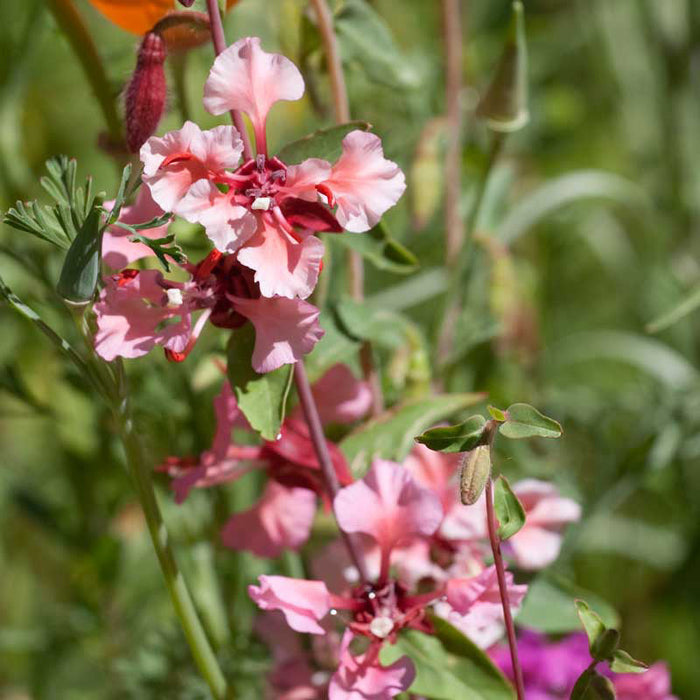 Mountain Garland (1/4 lb)