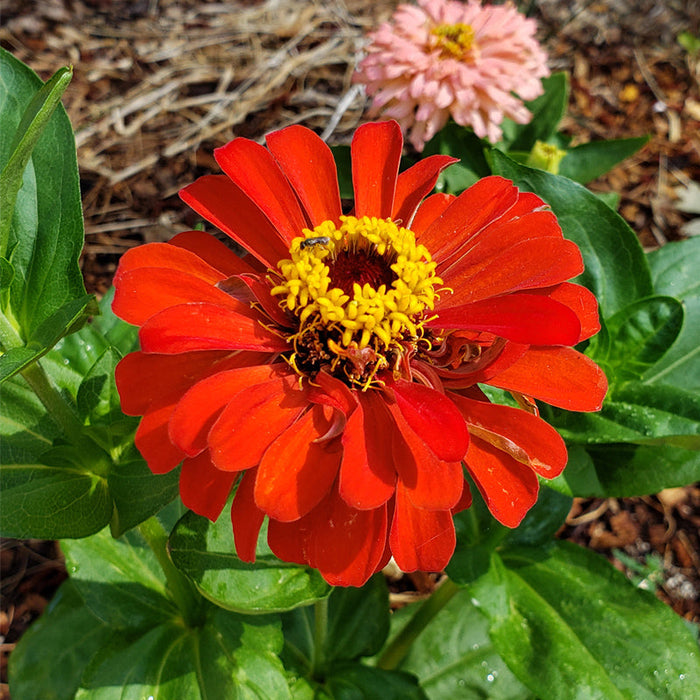 Red Beauty Zinnia Seeds (Organic)