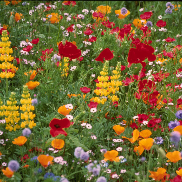 Northwest Wildflower Mix (pack)