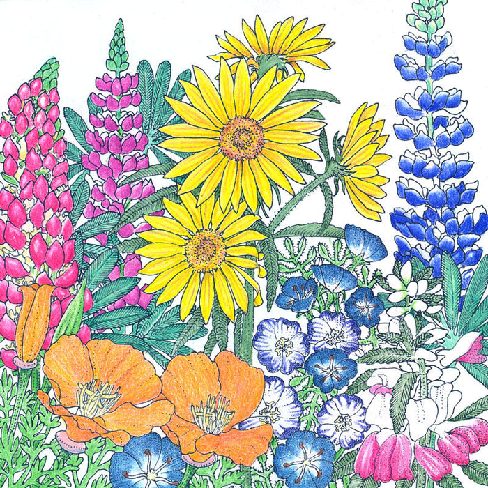 Regional Northwest Native Wildflower Mix (pack)