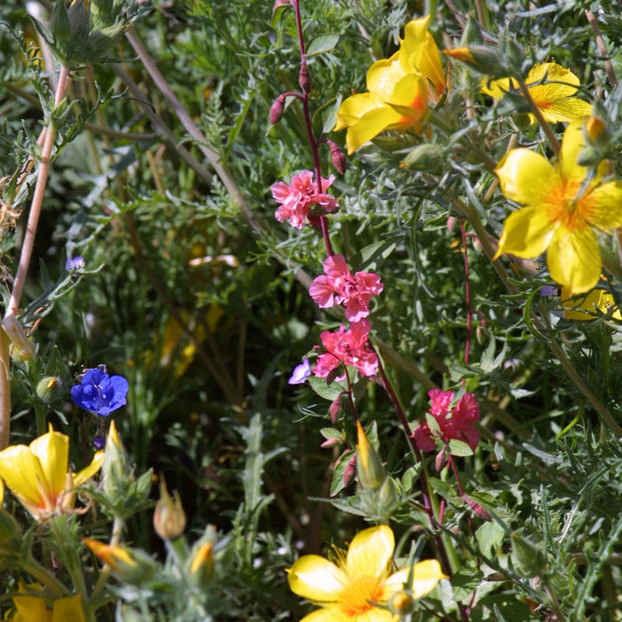 Regional Southwest Native Wildflower Mix (pack)