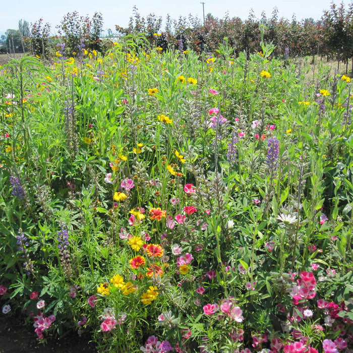 Clay Soil Loving Native Wildflower Mix (1/4 lb)