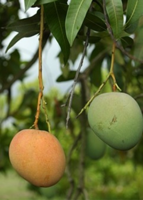 Mango 'Tebow' (Mangifera indica)