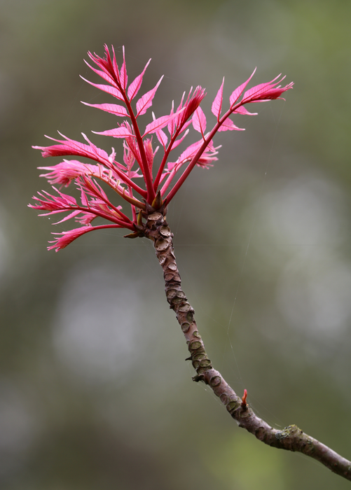 Red Toon (Toona sinensis)