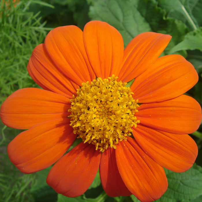 Mexican Sunflower (1/4 lb)
