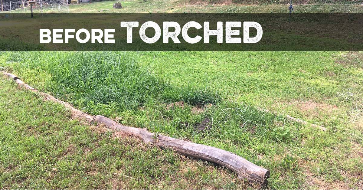 Torched All-Natural Weed Killer