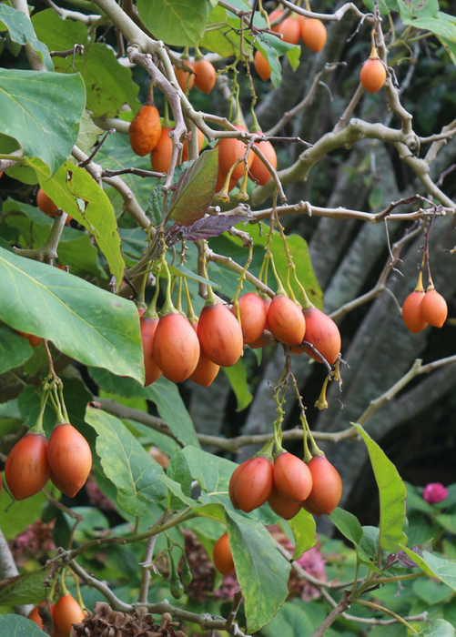 Tree Tomato, Red (Cyphomandra betaceae)