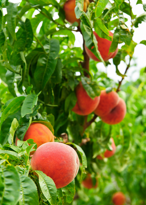 Peach 'UF Best' (Prunus persica)