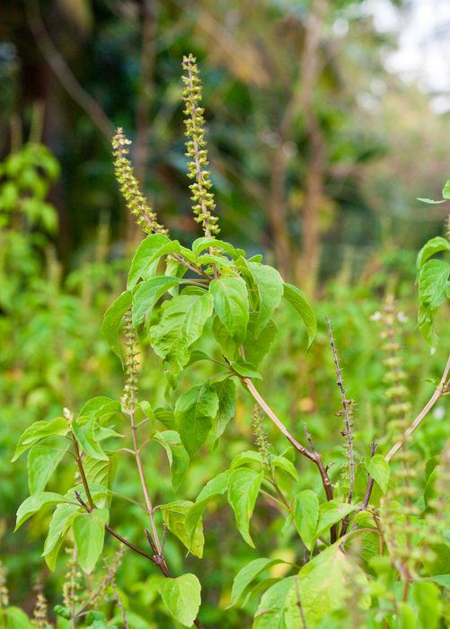 Tulsi 'Vana' (Ocimum gratissimum)