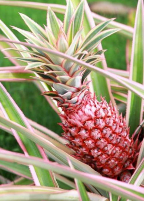 Pineapple 'Juicy', Variegated (Ananas comosus)