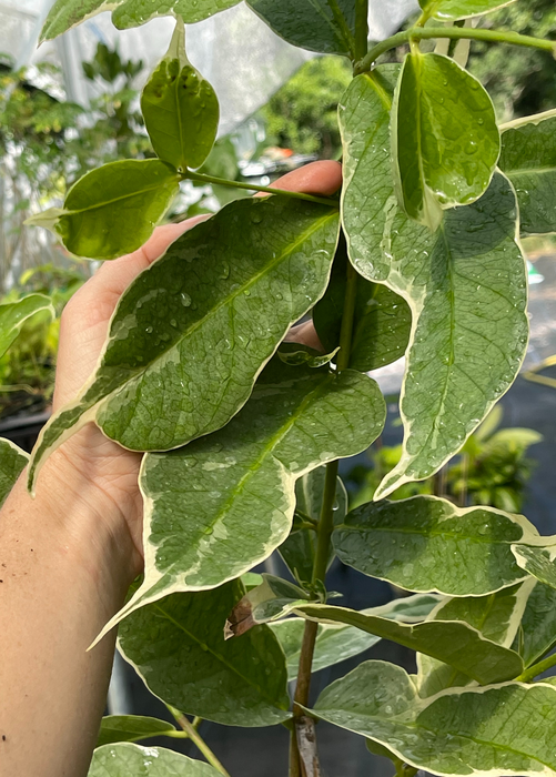 Malay Apple, Variegated (Syzygium malaccense)