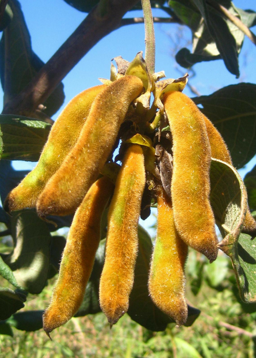 Velvet Bean (Mucuna pruriens)