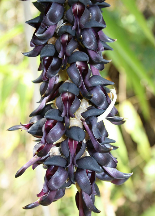 Velvet Bean (Mucuna pruriens)