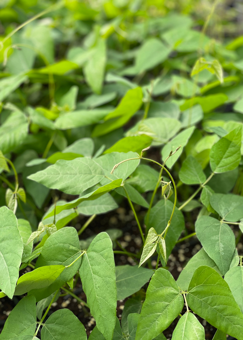 Velvet Bean (Mucuna pruriens)