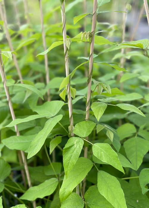 Velvet Bean (Mucuna pruriens)