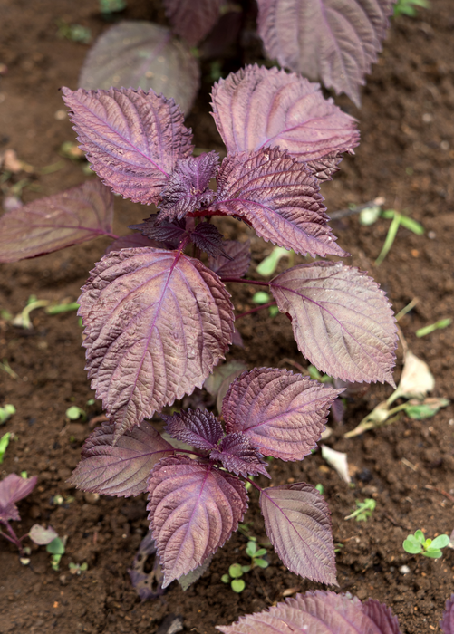 Vietnamese Perilla, Lá Tía Tô (Perilla frutescens)