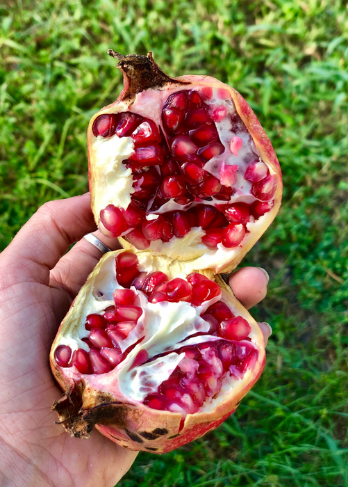 Pomegranate 'Vietnamese Pink' (Punica granatum)