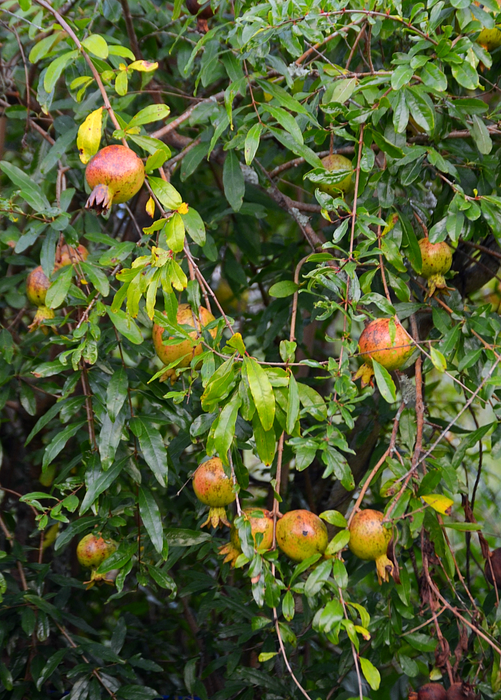 Pomegranate 'Vietnamese Pink' (Punica granatum)
