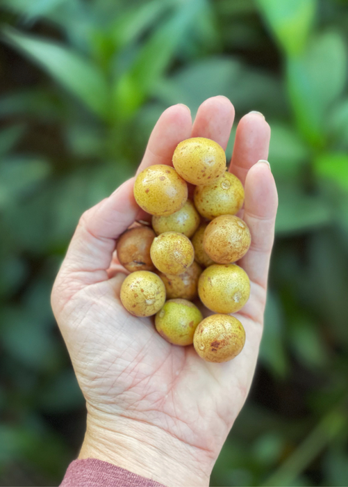 Wampee (Clausena lansium)