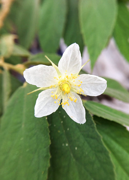 Strawberry Tree, Red (Muntingia calabura)