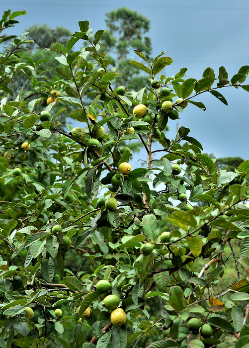 Guava, Wild Florida (Psidium guajava)