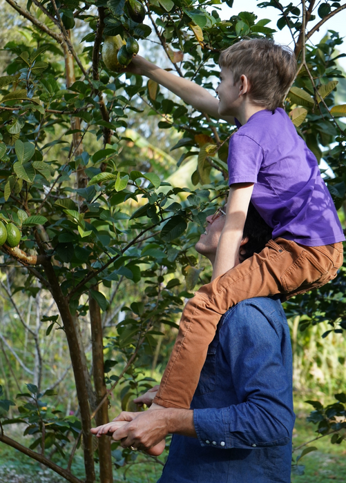 Guava, Wild Florida (Psidium guajava)
