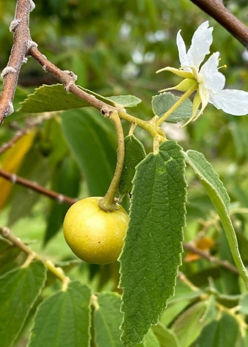 Strawberry Tree, Yellow (Muntingia calabura)