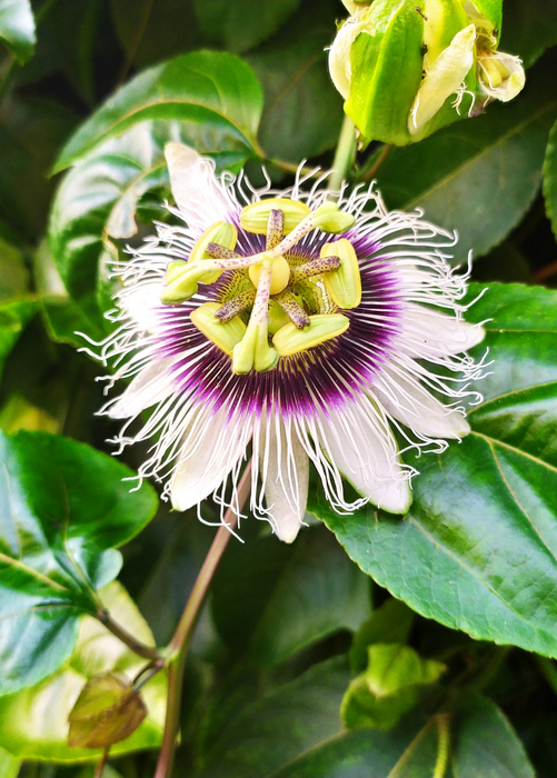 Passion Fruit 'Yellow’ (Passiflora edulis flavicarpa)