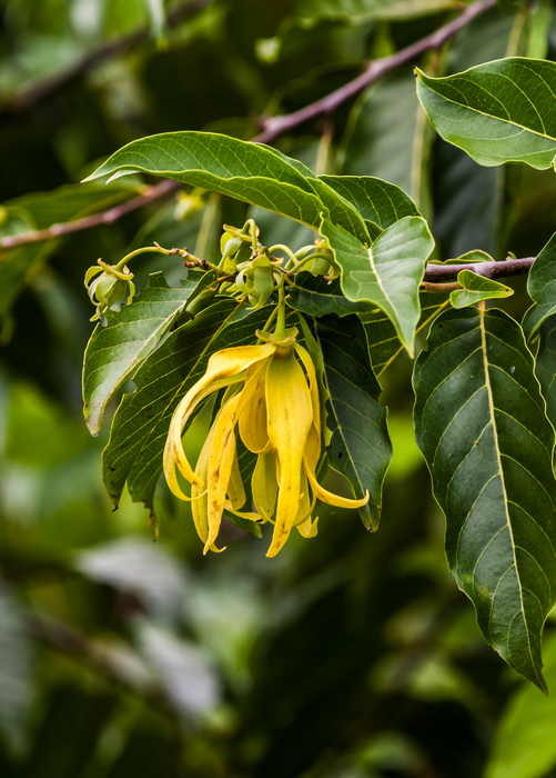 Ylang Ylang (Cananga odorata)