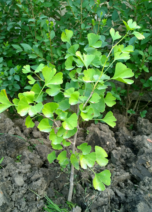 Ginkgo (Ginkgo biloba)