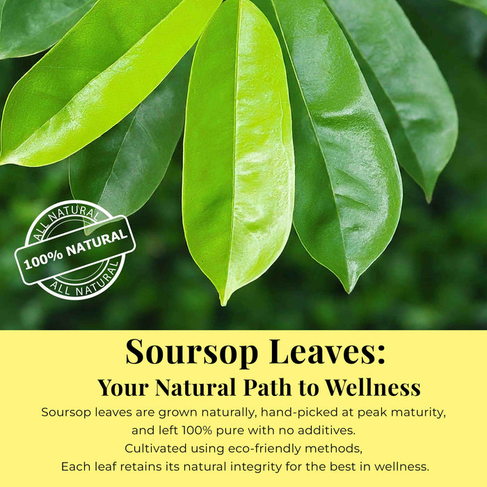 200+ Whole Dried Soursop Leaves – 2.6 oz , 100% Natural Soursop Tea (Graviola Leaves), Caffeine-Free Herbal Tea (Hoja Guanabana)